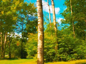 Nathaniel Cole Park