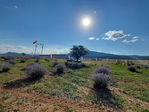 Ispartamdan (Kuyucak Isparta Lavanta Köyü)