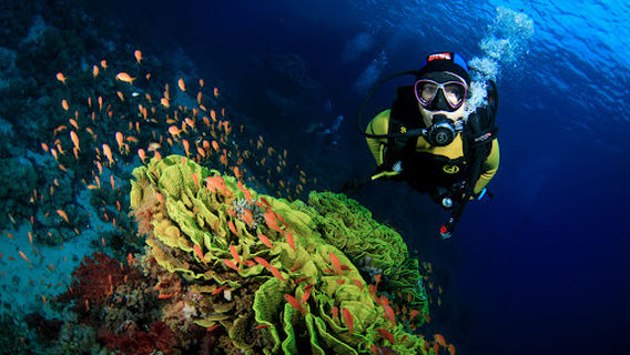 Reef Oasis Dive Club - Beach Resort