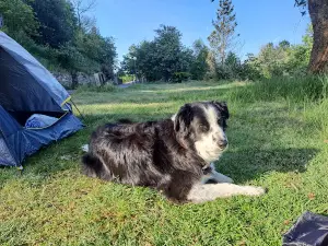 Camping A Fonsagrada