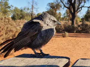 Mungo NP Main Campground