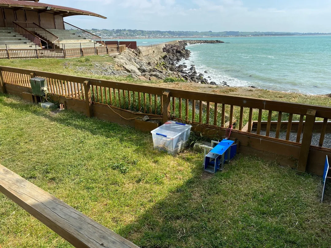 5_Oamaru Blue Penguin Colony