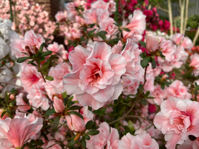 Gunma Flower Park