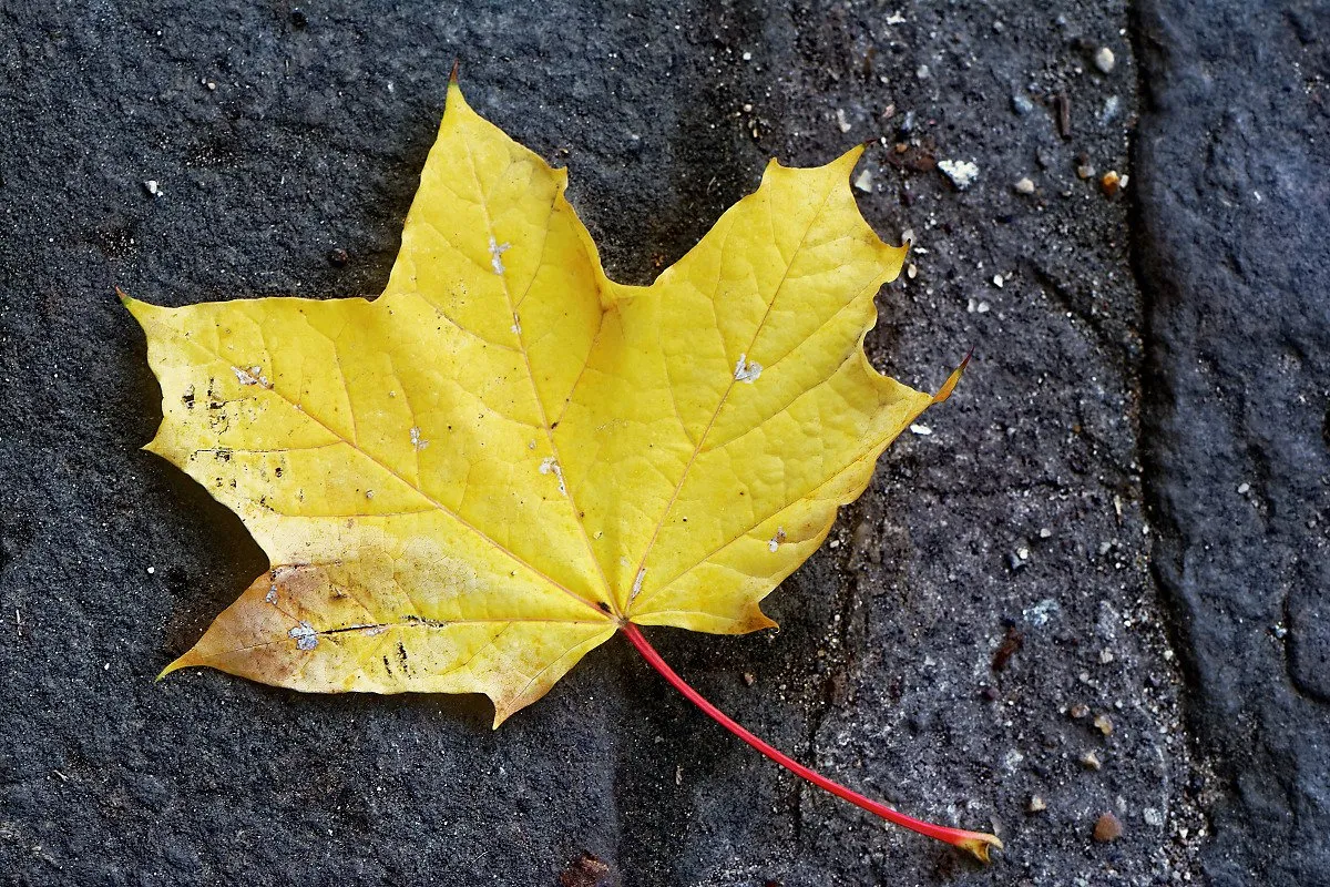 3_Parc de L'ile Saint Germain