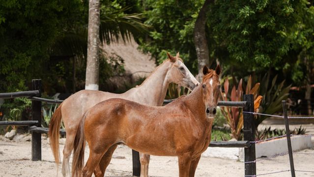 Bonanza Ranch - Rancho Bonanza