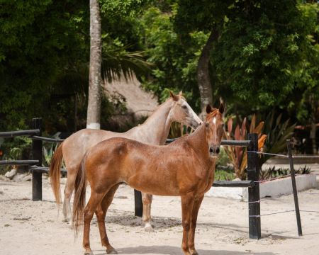 Bonanza Ranch - Rancho Bonanza