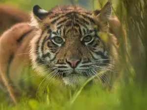 Chester Zoo