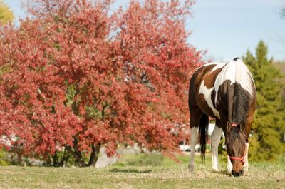 Purina Farms