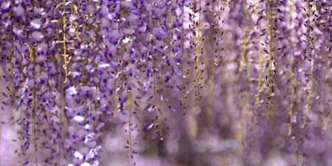 Japanese Wisteria of Kurogi
