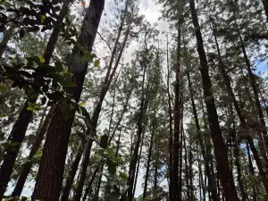 Vagamon Pine Forest