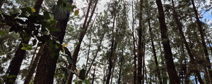 Vagamon Pine Forest