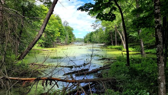 Murphys Point Provincial Park