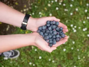 Blueberry Country Ltd.