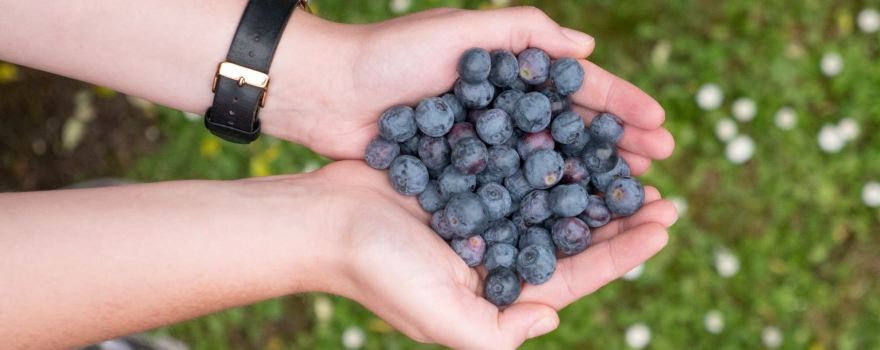 Blueberry Country Ltd.