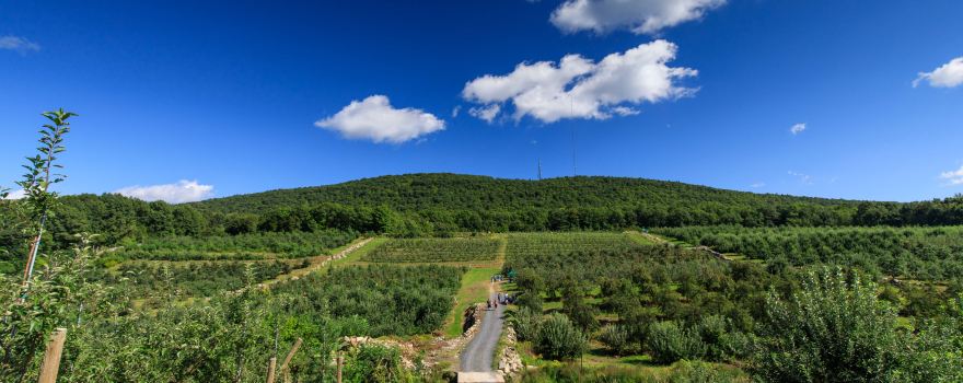 Wilklow Orchards
