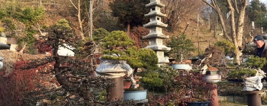 Giardino Museo Bonsai della Serenità