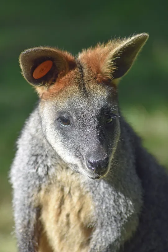 5_Wirrimbirra Sanctuary