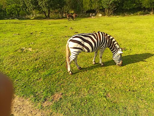 EVECAN SAFARI ADVENTURE