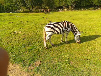 EVECAN SAFARI ADVENTURE
