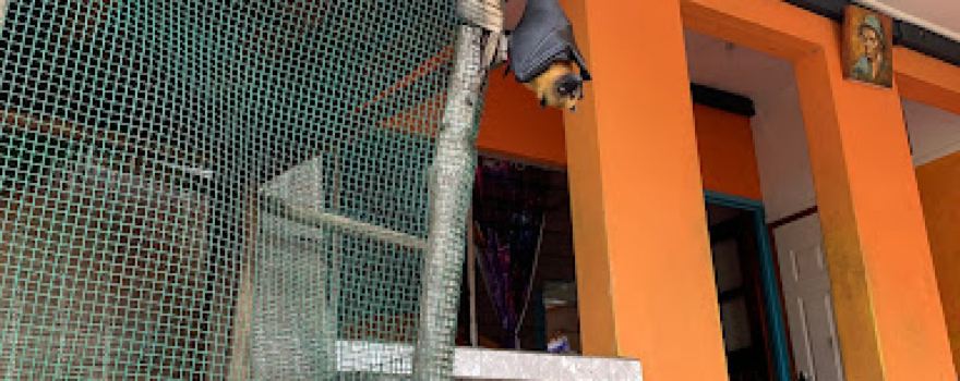 Flying fox. you can give food to this fox.