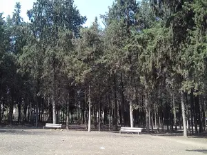 Şam Bağı
