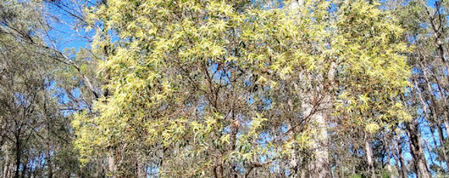 Raven Street Reserve