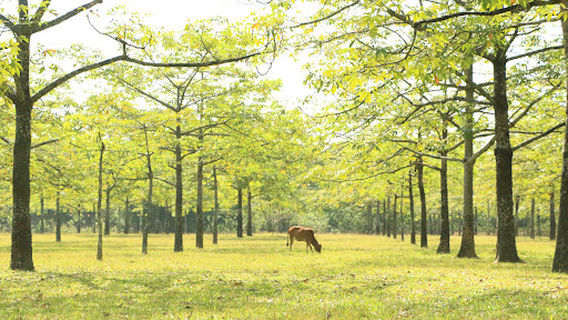 Joynal Abedin Shimul Garden