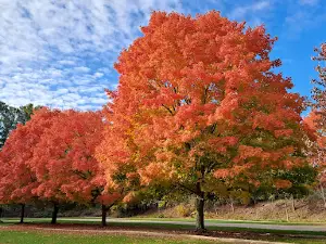 Grose Park