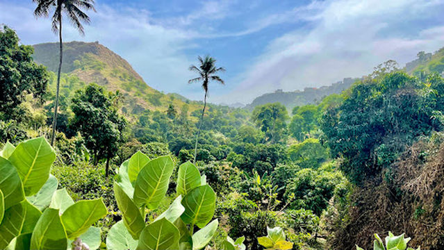 Poilão De Boa Entrada