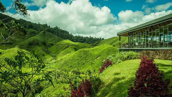 Cameron Adventurous (Kuala Terla Tea Plantation)