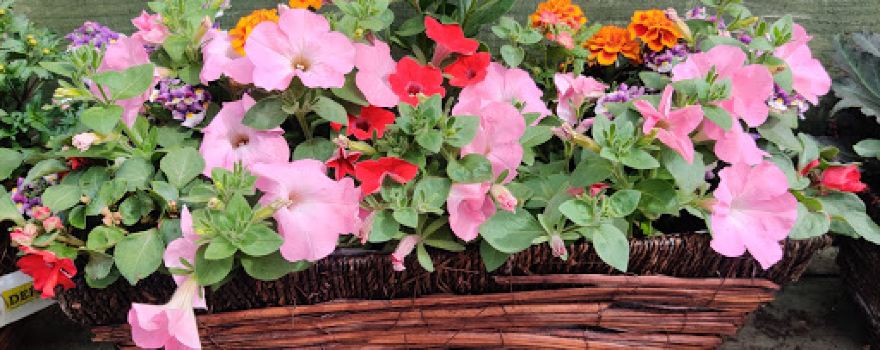 Dunne's Garden Centre