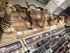 Scheels