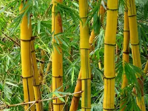 Quán Trúc Tình Nhân