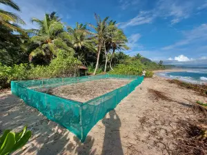 Hatchery Penetasan Sarang Penyu Belimbing Semi Alami