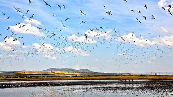 Дейности на Зелени Балкани на Поморийско езеро/Green Balkan's Activities at Pomorie Lake