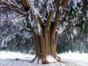 Tejo milenario de San Cristobal de Valdueza