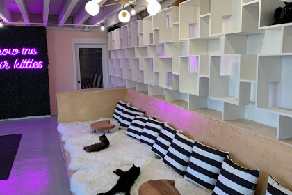 NEKO Cat Cafe Bellingham