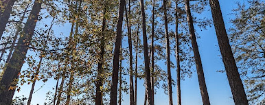 Sandy Branch Public Use Area