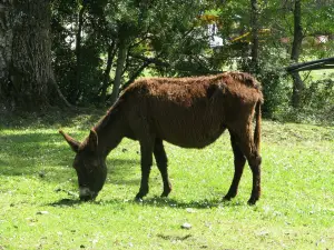 U Sortipiani