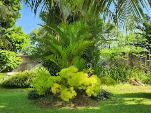 Palm Garden
