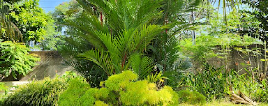 Palm Garden