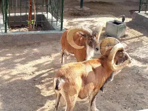 Vakil Abad Zoo