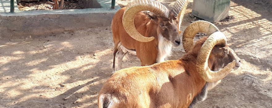 Vakil Abad Zoo