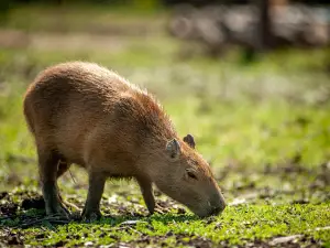 ZOO Burgas