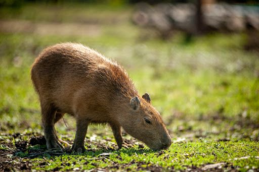 Zoo Burgas