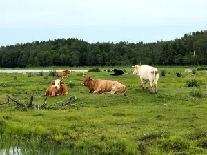 Lake Engure