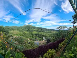 Miracle View