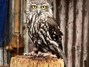 Caversham Wildlife Park