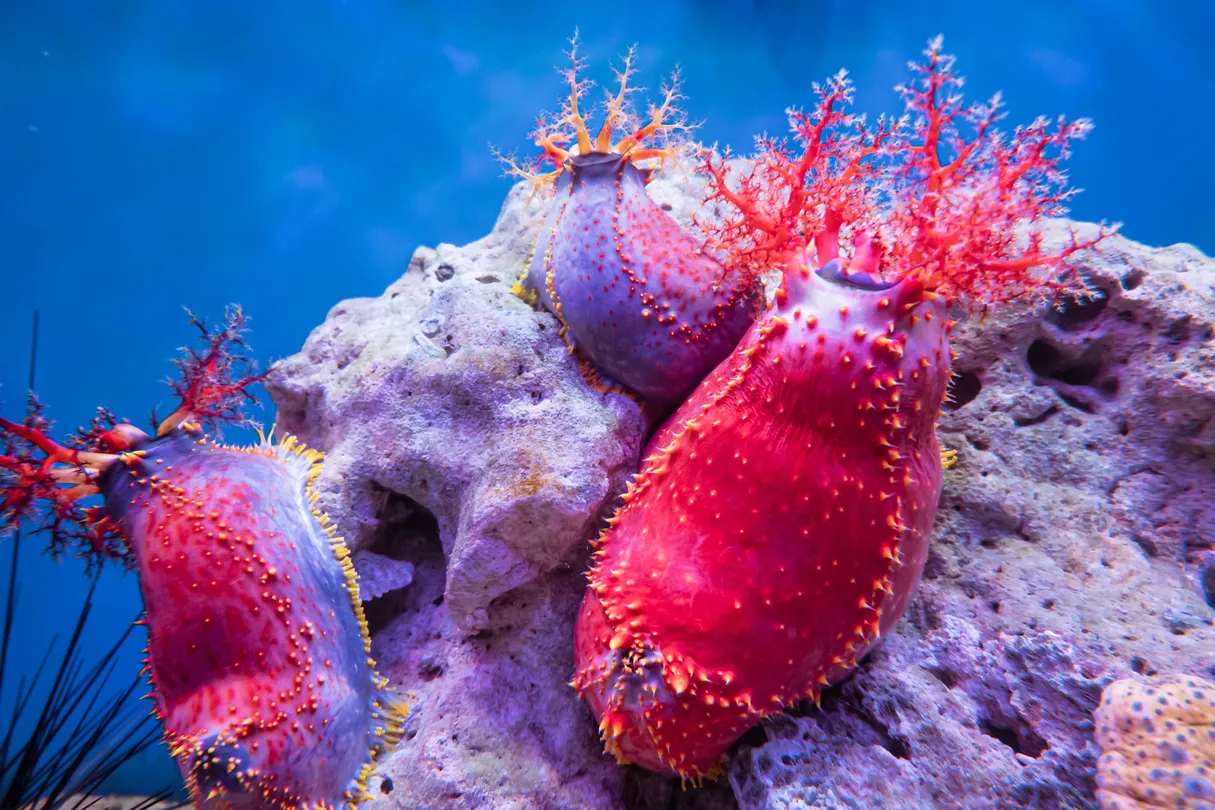 2_Museum of Oceanography