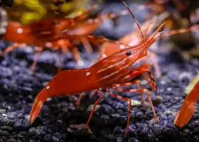 SEA LIFE at Mall of America